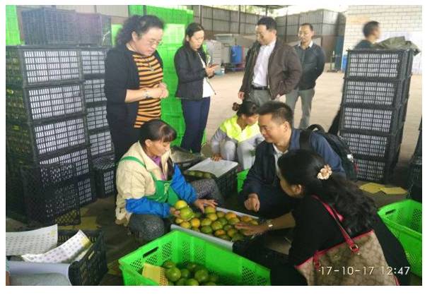 借助外力  长远谋划柑橘产业发展新路子.jpg
