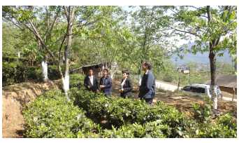 县政协到者竜乡调研茶叶产业发展情况.jpg