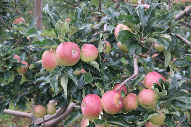 IMG_1627.JPG IMG_1627.JPG