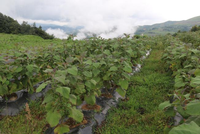 建兴:土地整治出成效,高山雪莲果大丰收4.png 建兴:土地整治出成效,高山雪莲果大丰收4.png