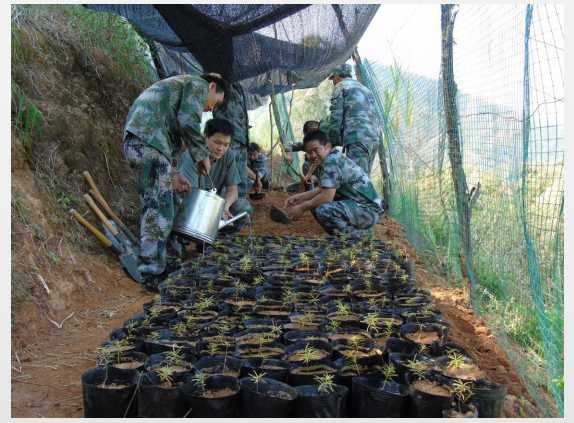 哀牢山新平管护局开展旱地油杉幼苗.jpg