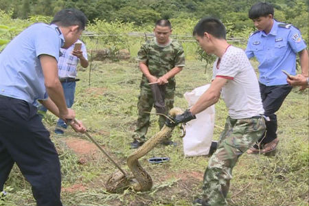 警民齐力捕捉蟒蛇.jpg