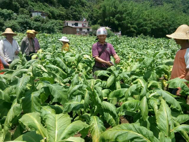 烤烟培训.jpg