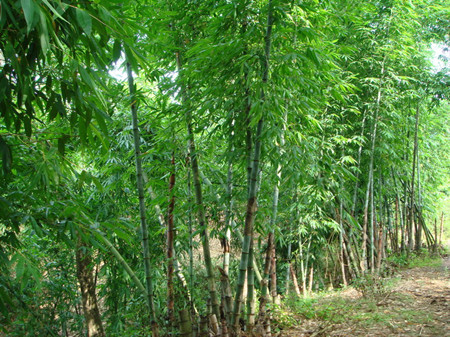 竹子 (1)_副本.jpg 竹子 (1)_副本.jpg