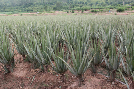 云南共享生物科技有限公司的芦荟基地.png