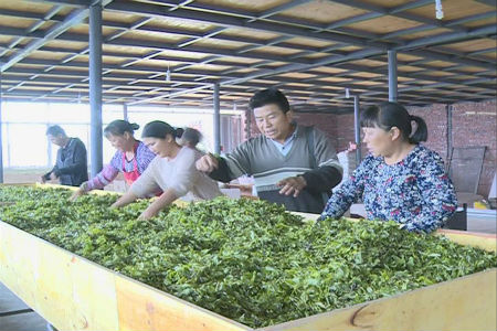 工人们正在加工春茶.jpg 工人们正在加工春茶.jpg