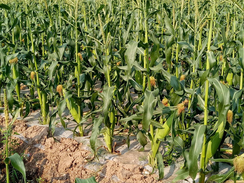 鲜食玉米 (3).jpg 鲜食玉米 (3).jpg