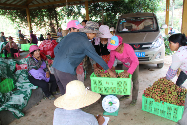 荔枝2.jpg 荔枝2.jpg