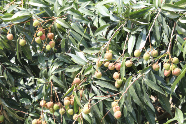 荔枝1.jpg 荔枝1.jpg