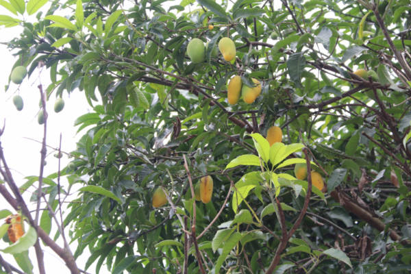 水果粽3.jpg 水果粽3.jpg