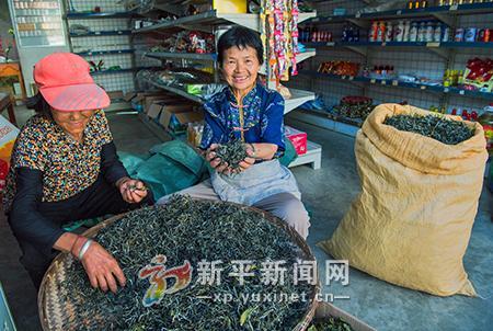 茶叶飘香茶农乐1