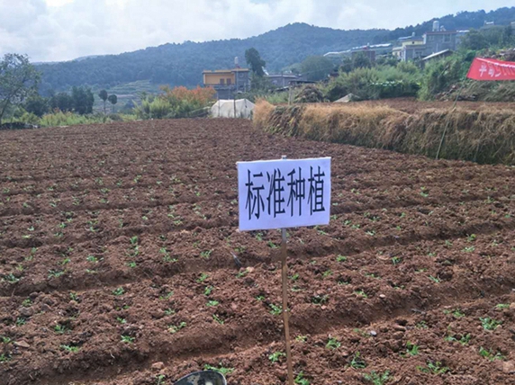 除虫菊2.jpg