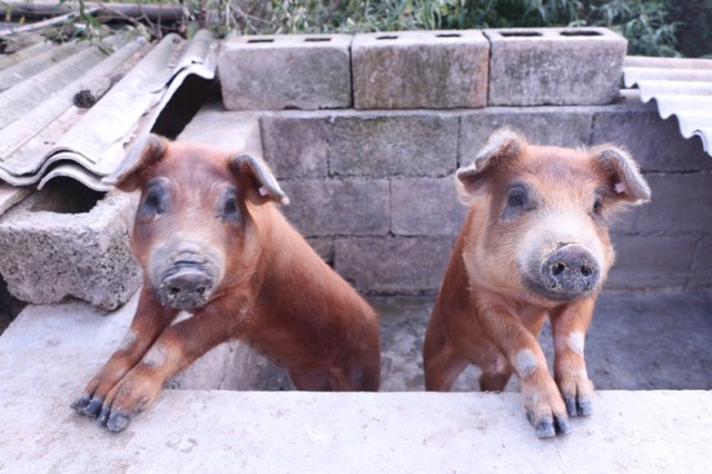 IMG_8794.JPG IMG_8794.JPG