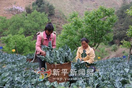 1发展高山蔬菜