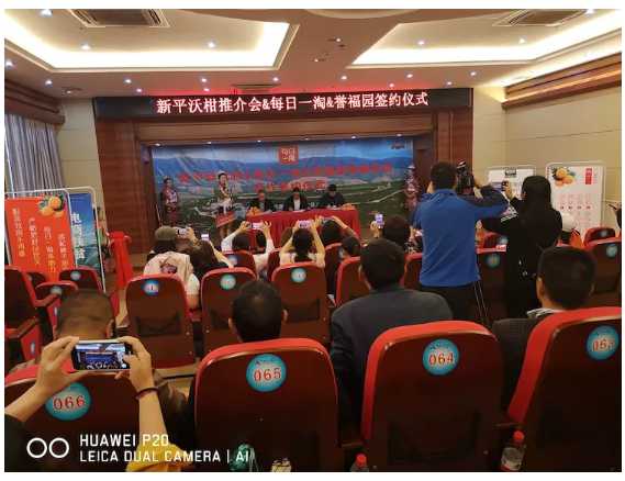 新平县组织召开沃柑推介会.jpg 新平县组织召开沃柑推介会.jpg