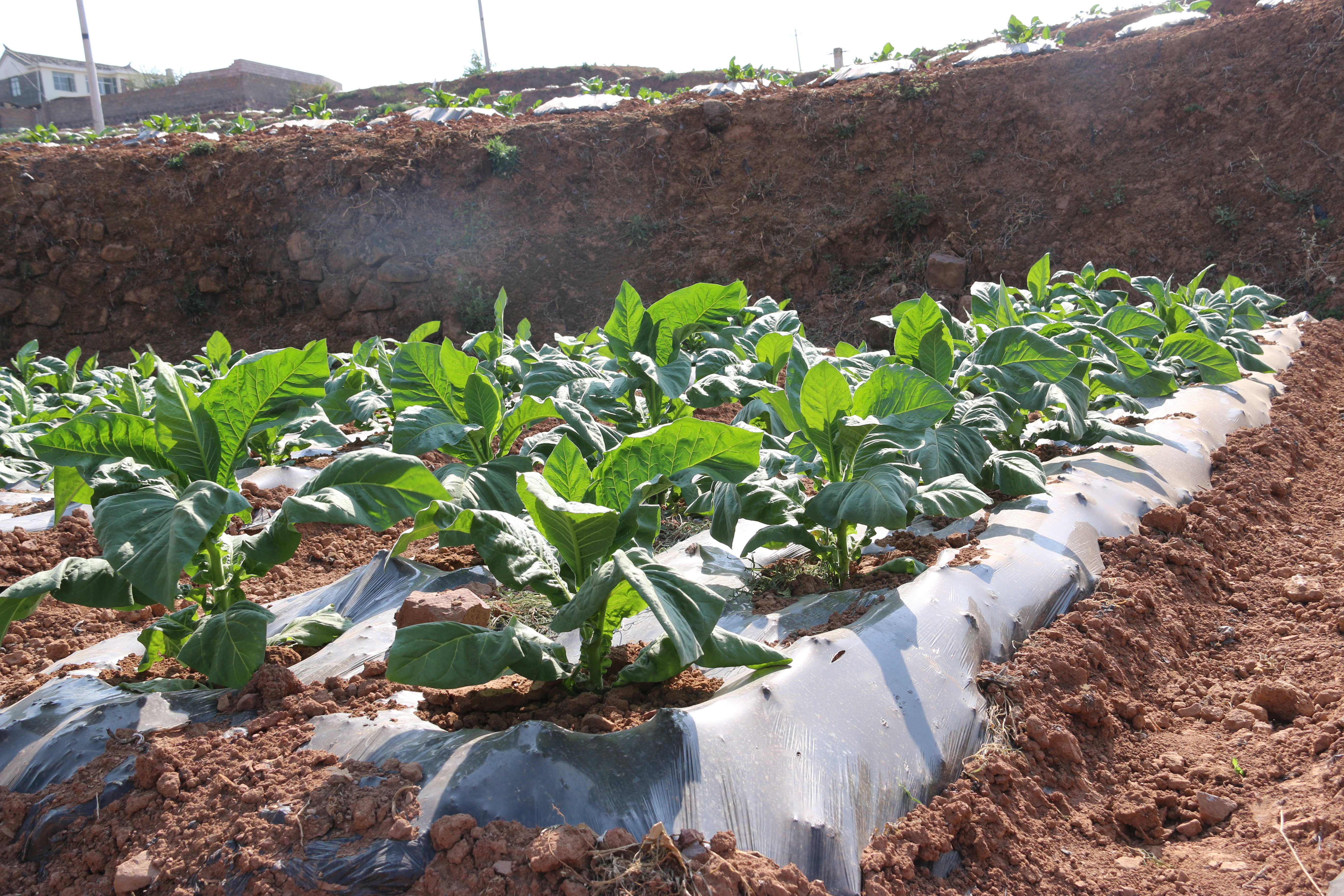 IMG_4359 - 副本.JPG