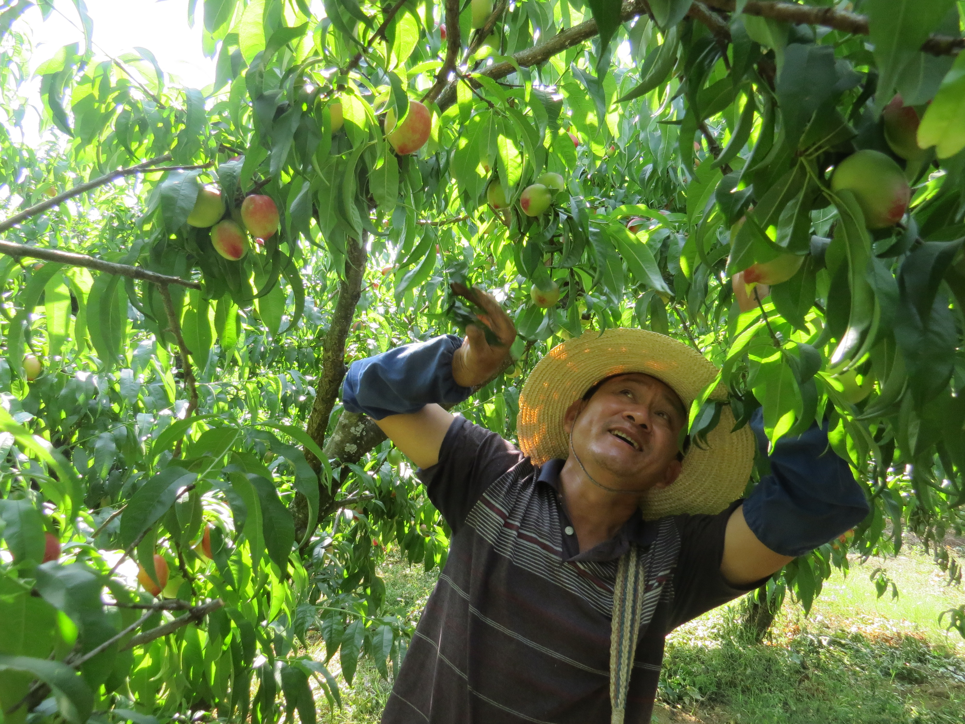 者竜油桃丰收 杨虹.JPG