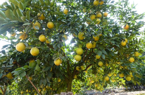 又是一年“橙”意浓  新平橙甜蜜来袭