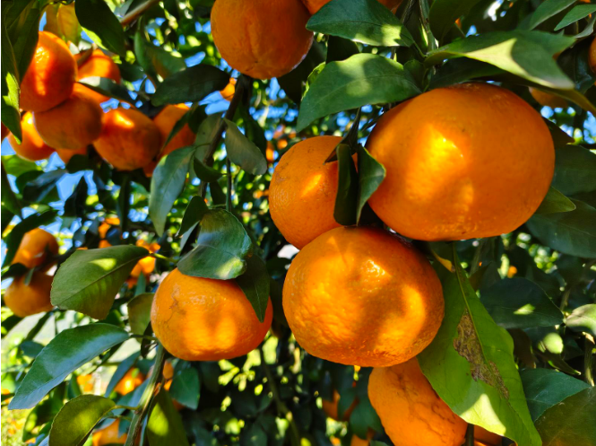 山水间的蜕变：新平弥勒村以基建破局、产...