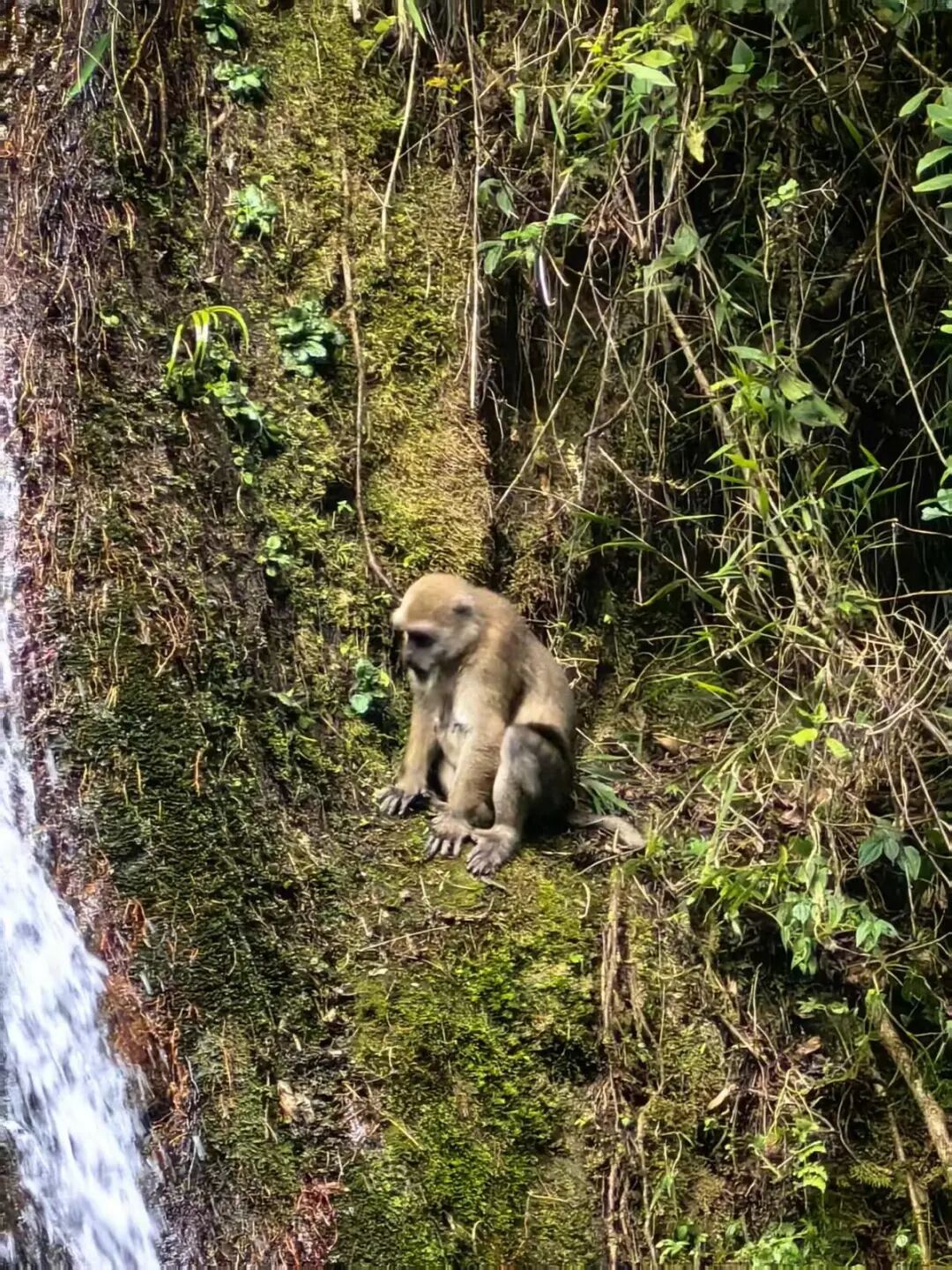 国家二级保护动物熊猴频繁“打卡”哀牢山...