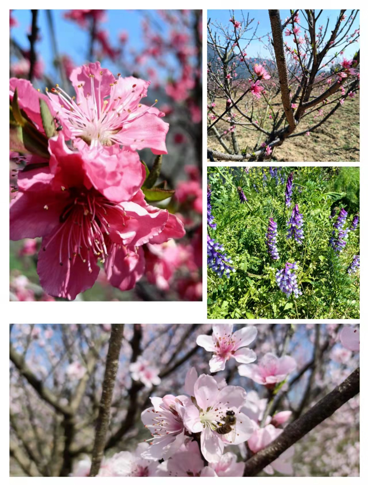 3.8 赏花、品茶、游景 图片1.png