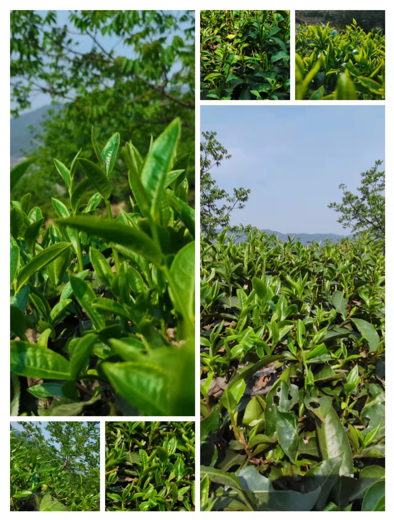 3.8 赏花、品茶、游景 图片2.png