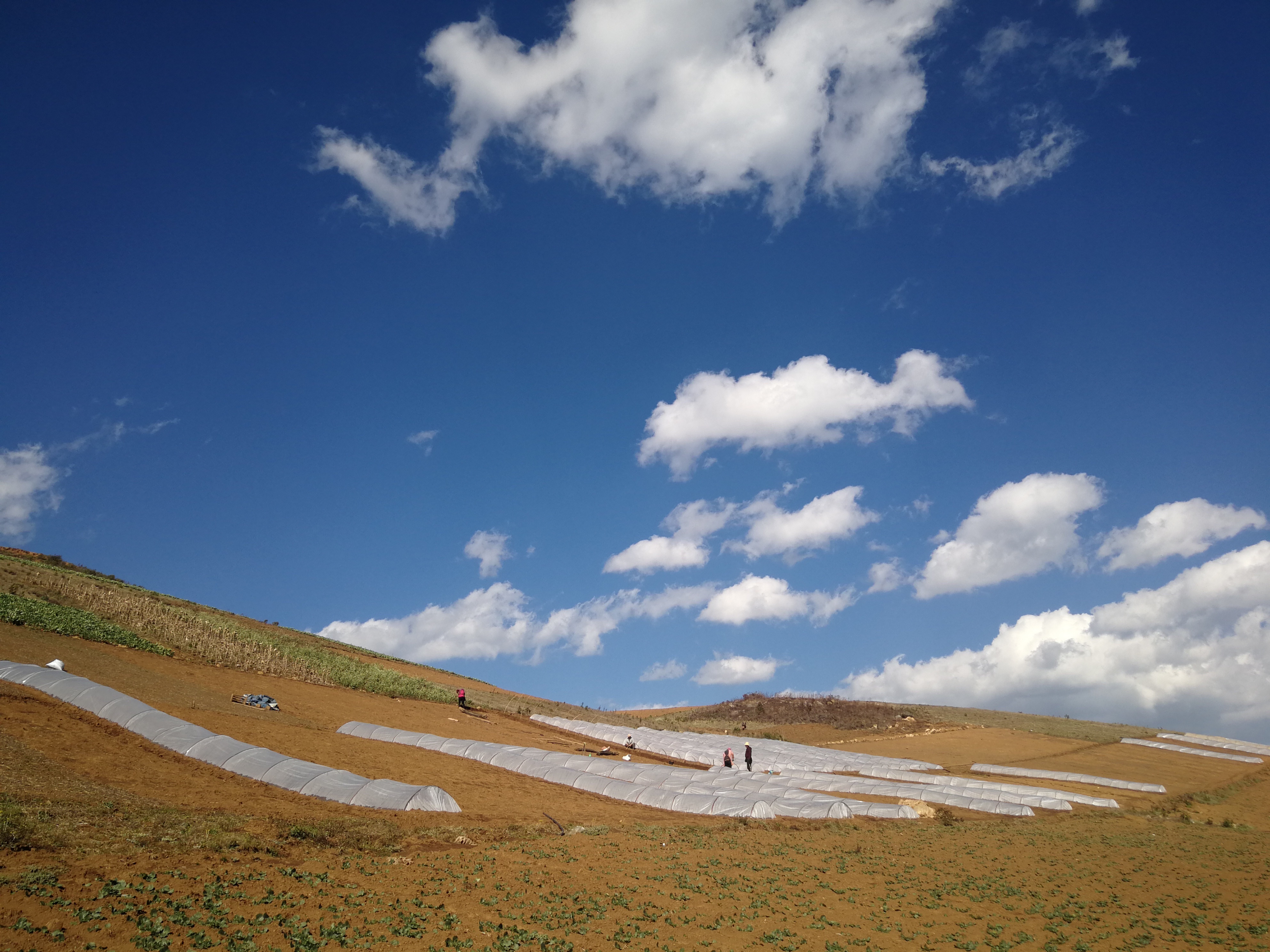 2月8日,建兴乡磨味村露水草育苗基地.jpg 2月8日,建兴乡磨味村露水草育苗基地.jpg