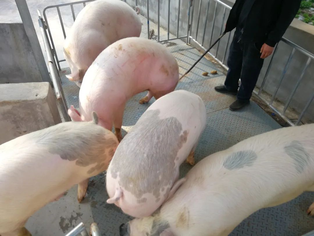 “逢九”马鹿塘 牲畜早市交易忙6.jpg