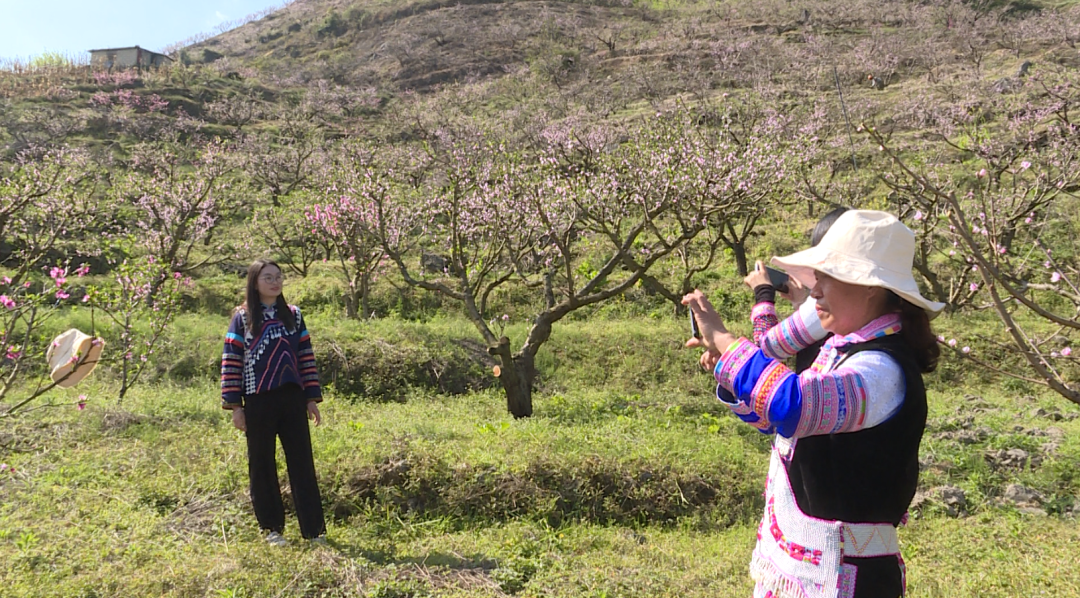 建兴：桃花朵朵待客来！4.png