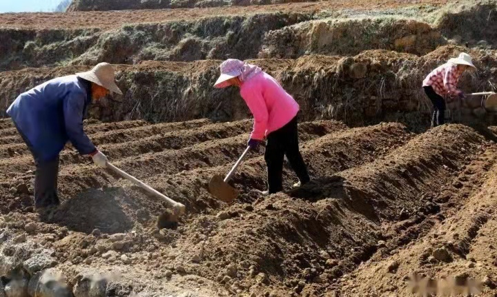 建兴乡建兴村：抢抓季节时令 烤烟生产备耕忙2.png