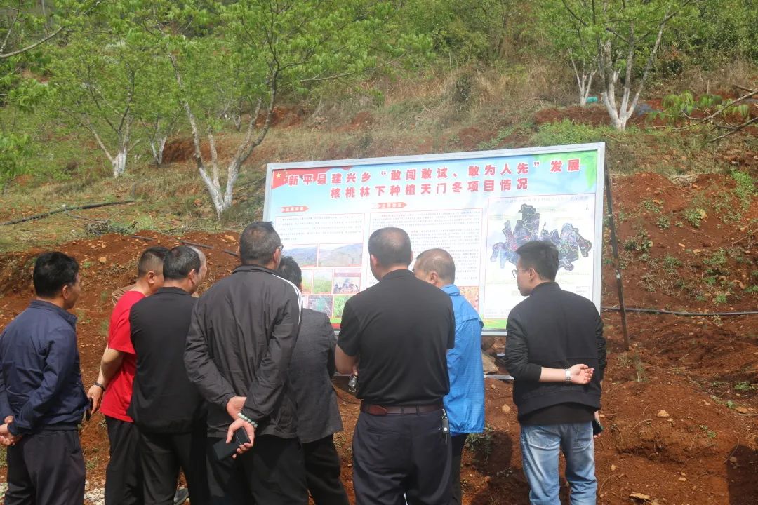 建兴乡迎接市级核桃林下种植天门冬现场观摩团活动4.jpg 建兴乡迎接市级核桃林下种植天门冬现场观摩团活动4.jpg
