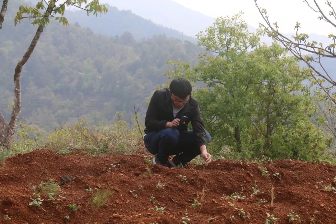 建兴乡迎接市级核桃林下种植天门冬现场观摩团活动5.jpg 建兴乡迎接市级核桃林下种植天门冬现场观摩团活动5.jpg