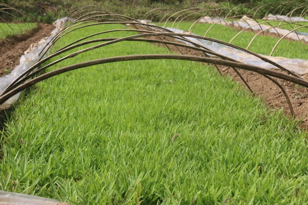建兴：“种草”争春季 药材遍乡山8.jpg