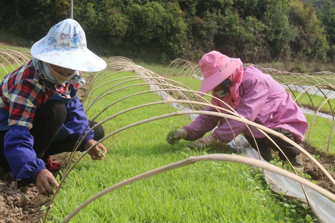 建兴：“种草”争春季 药材遍乡山6.jpg