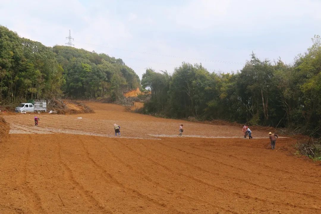 建兴：“种草”争春季 药材遍乡山3.jpg