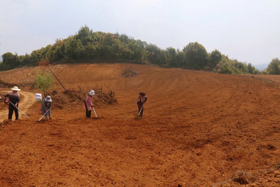 建兴：“种草”争春季 药材遍乡山4.jpg