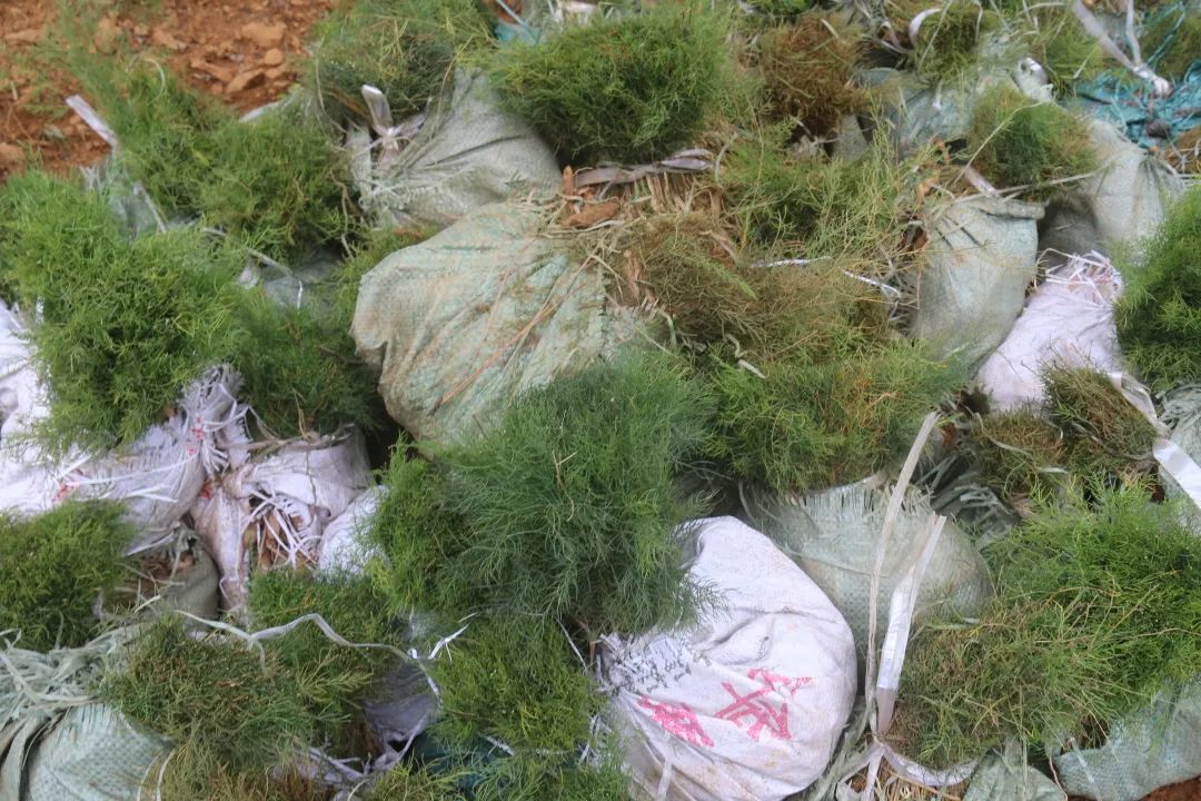 建兴:支部领办合作社 “定制化”中药材种植促农增收2.jpg 建兴:支部领办合作社 “定制化”中药材种植促农增收2.jpg
