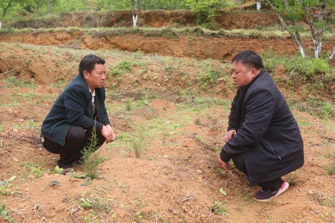 建兴:支部领办合作社 “定制化”中药材种植促农增收4.jpg 建兴:支部领办合作社 “定制化”中药材种植促农增收4.jpg