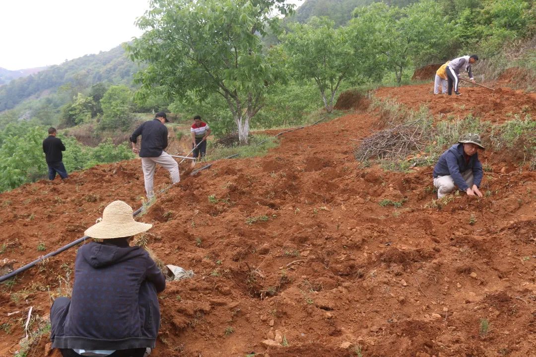 建兴:支部领办合作社 “定制化”中药材种植促农增收5.jpg 建兴:支部领办合作社 “定制化”中药材种植促农增收5.jpg