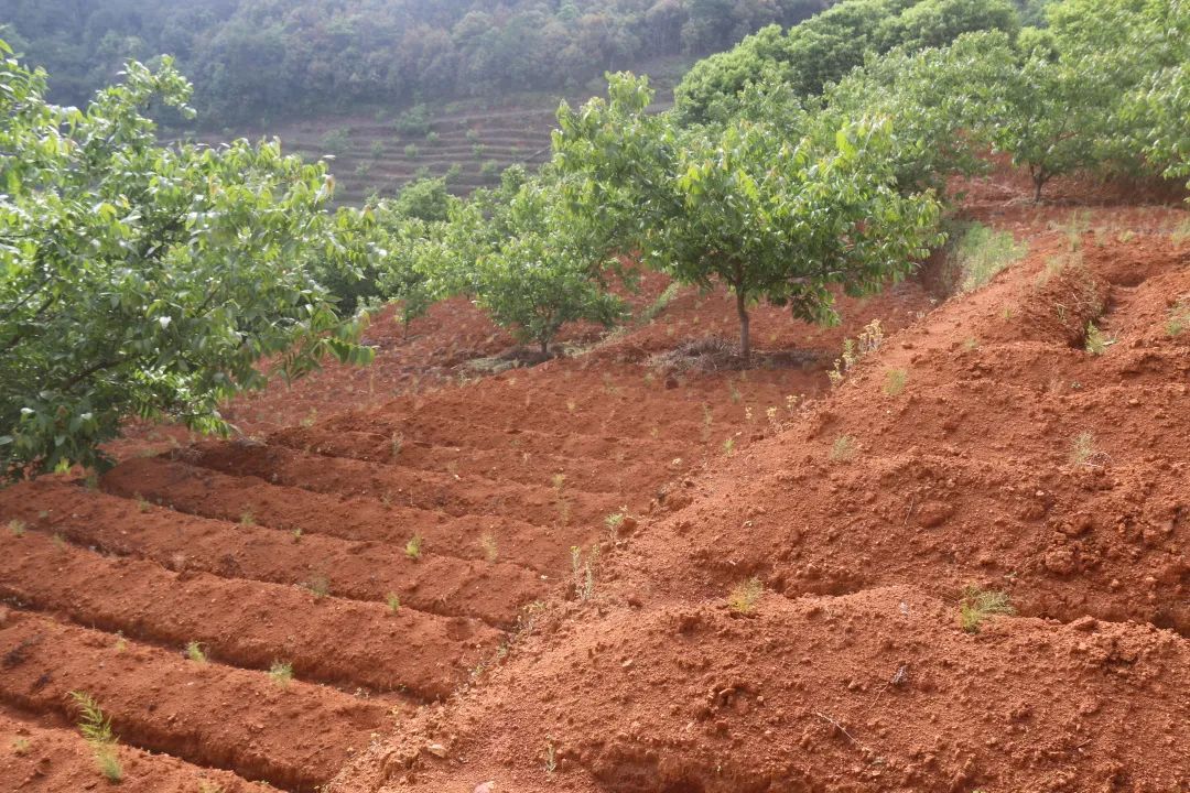 建兴:支部领办合作社 “定制化”中药材种植促农增收8.jpg 建兴:支部领办合作社 “定制化”中药材种植促农增收8.jpg