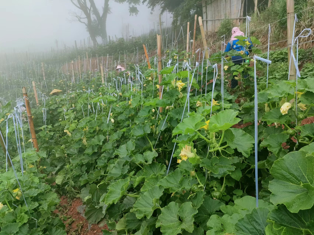 建兴挖窖：高山蔬菜贝贝瓜结出增收硕果1.png