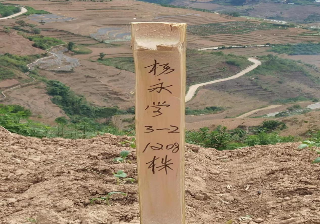 建兴乡建兴村：扎实开展烤烟清株点塘工作2.png