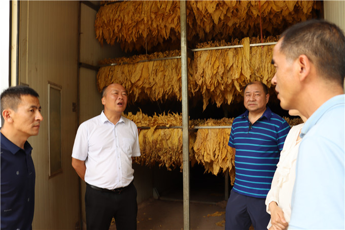 刀文高到古城街道调研指导烤烟工作1.JPG 刀文高到古城街道调研指导烤烟工作1.JPG