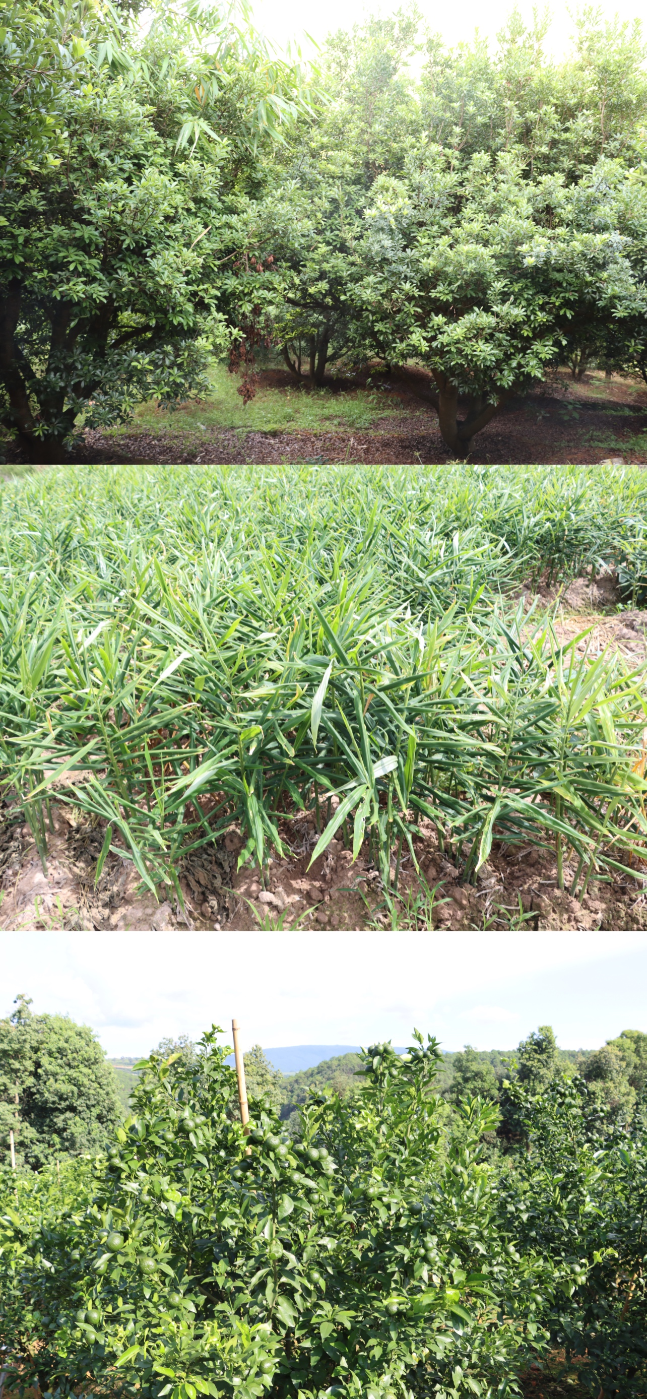 古城街道：农旅融合＋文化 拓宽农民“致富路”5.jpg