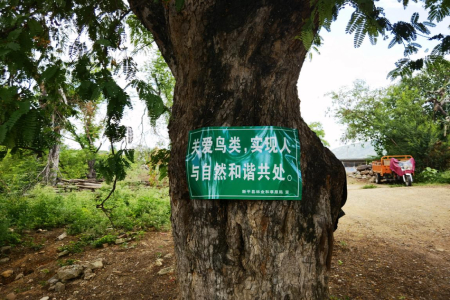 鸟3.jpg