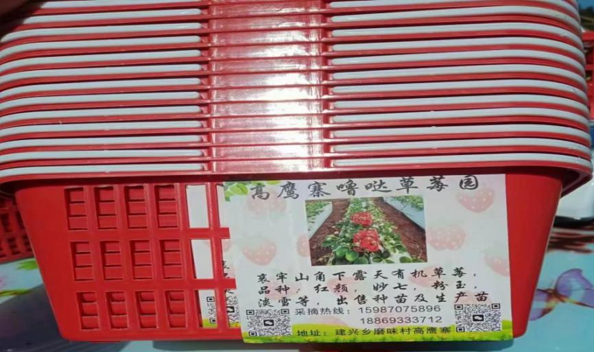 建兴乡磨味村高鹰寨噜哒草莓园开启“莓”好生活3.png