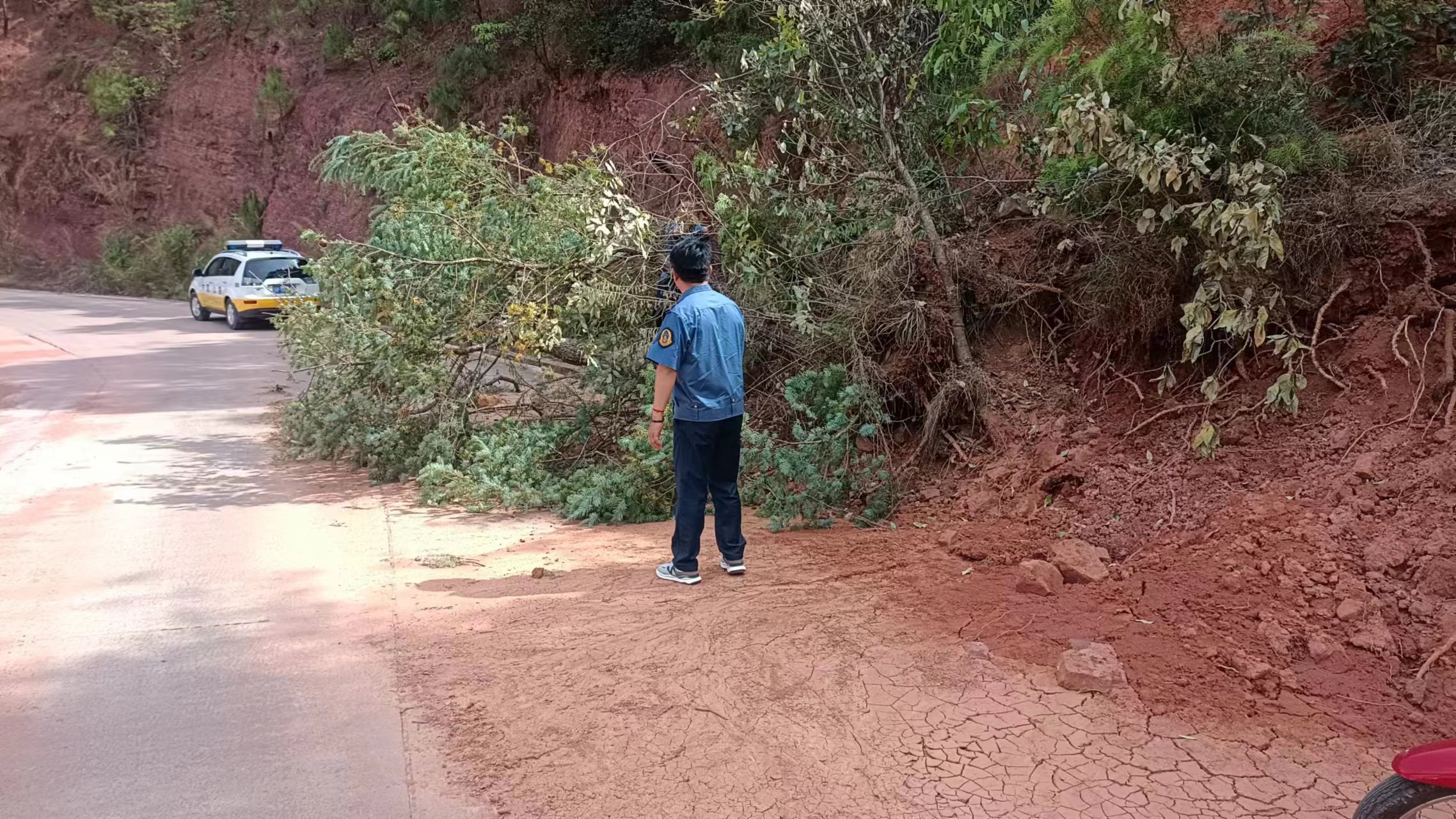 5.8宁河路清除坍塌树木1.jpg