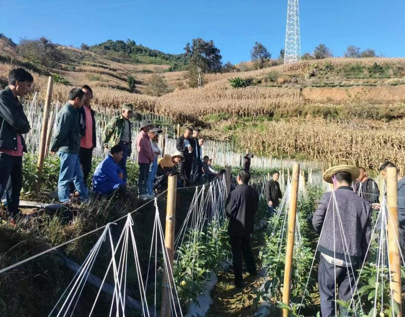 乡村振兴｜建兴乡开展人参果种植技术培训会2.png