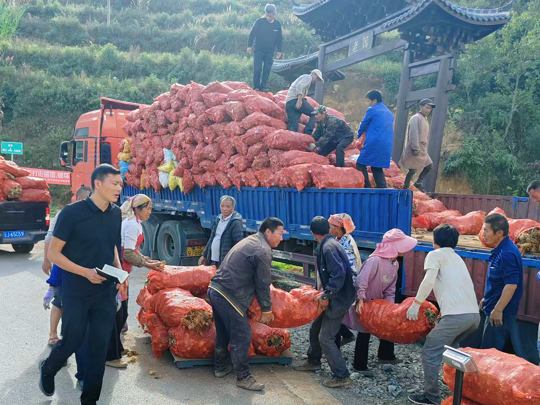 建兴:老箐黄精又见丰收 “药材经济”托起乡村振兴梦5.jpg 建兴:老箐黄精又见丰收 “药材经济”托起乡村振兴梦5.jpg