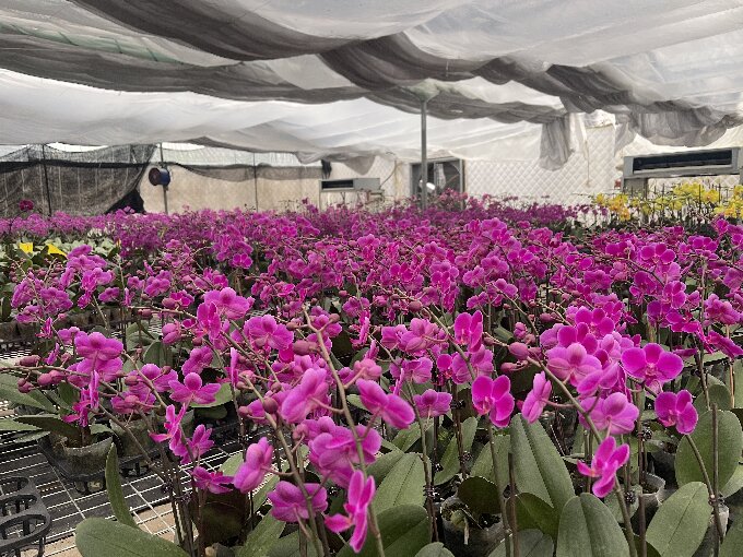 小小蝴蝶兰 开出致富花 古城街道发展特色花卉种植助力乡村振兴1.jpg